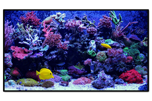 creative-channels-content-aquarium-live-feed_750x500